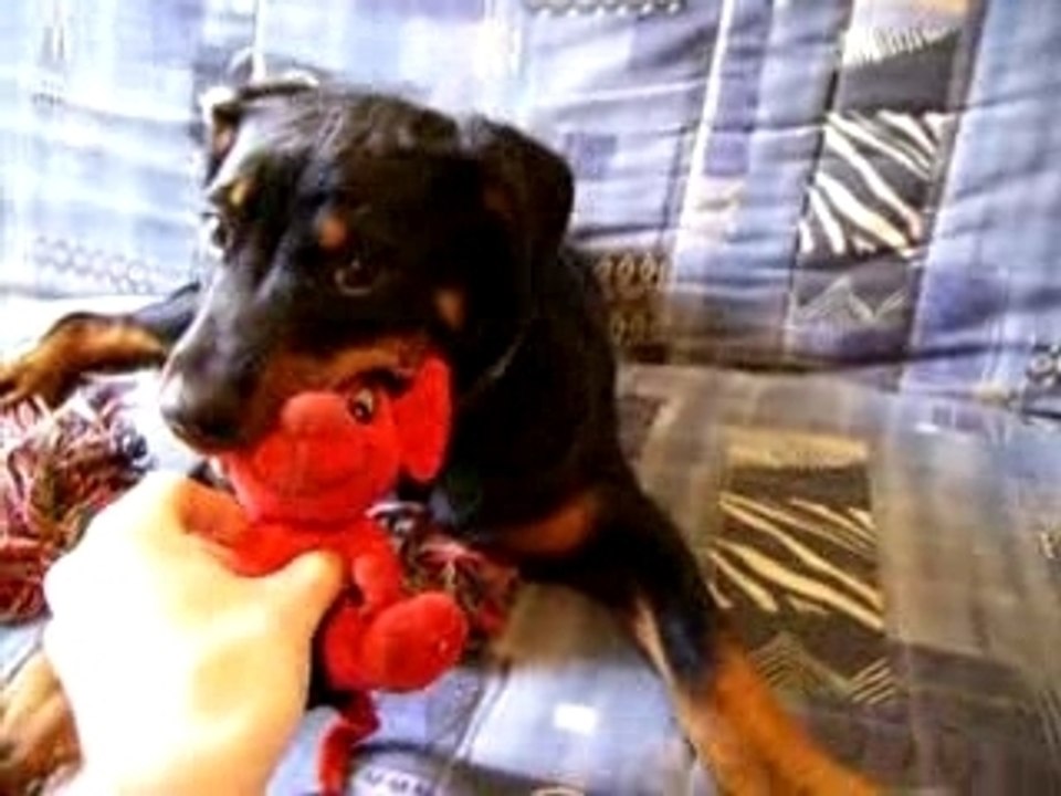 Rott louna 5 mois 16kg