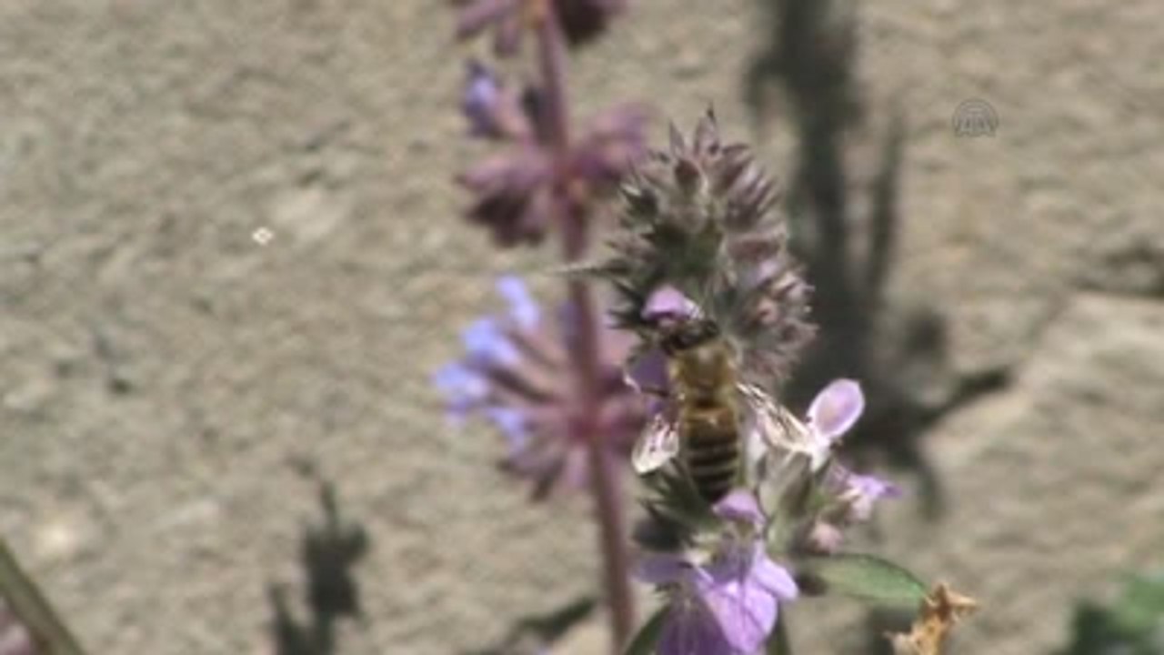 Havalar Isınınca Arılar Oğul Verdi