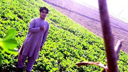 Pashto New Song 2016 - Di Liwani Sara - Mohsin Dawar