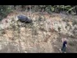 World's Largest Spiders - Amazing 2016 - 2017