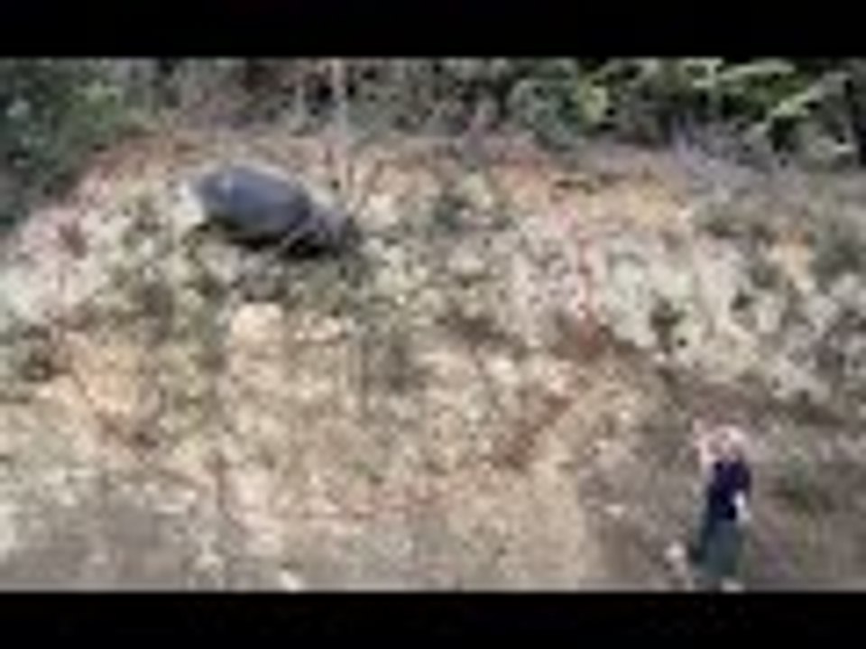 World's Largest Spiders - Amazing 2016 - 2017