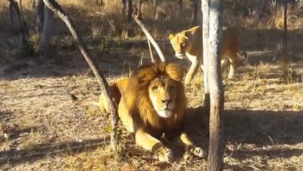 Lioness Sneaks Up On Lion And Surprises Him