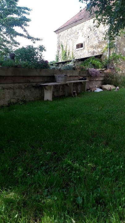 chiot carlin dreamlander mr carson junior