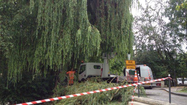 Un arbre dangereux sur les bords de l'Aure