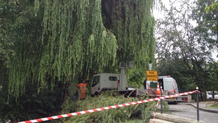 Un arbre dangereux sur les bords de l'Aure