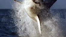 Cette attaque d'un gros requin filmé de près, est plus que terrifiante !