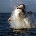Attaque terrifiante d'un grand requin blanc filmée au plus près
