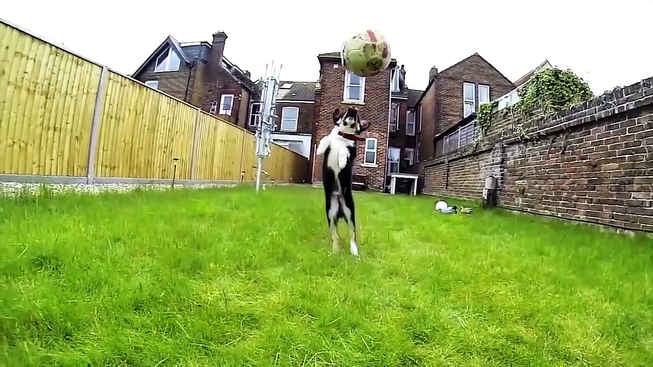 Funny dog