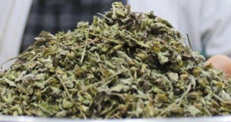 Melissa Otunun Faydaları ve Tarifi