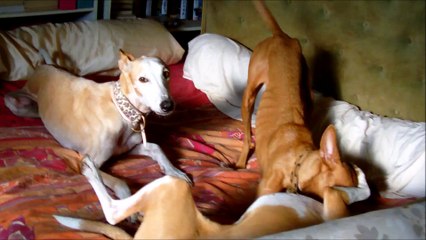 a-eliott-visite-juillet 2016-galgos-ethique-europe