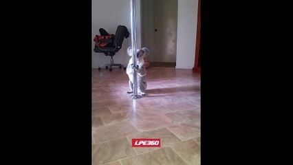 Ce koala fait irruption dans la maison d'une femme et essaye pour la première fois le pôle dance.