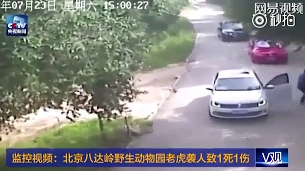 Tiger attacks and kills woman at safari park in China