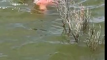 Ils passaient un moment paisible dans leur bateau quand tout à coup, ils aperçoivent des mouvements dans l'eau…
