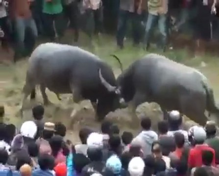 Bi Smile | People See And Enjoy BullFighting Festivl Funny bull fighting videos