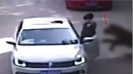 Vahşi kaplan kadın turisti böyle öldürdü #kaplan #belgesel