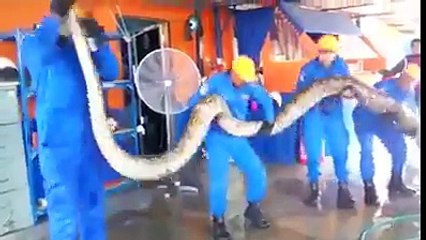 ماليزيا: العثور على أطول ثعبان في العالم