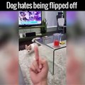 Top Funny 2016 - Dog Hates Flipped Off
