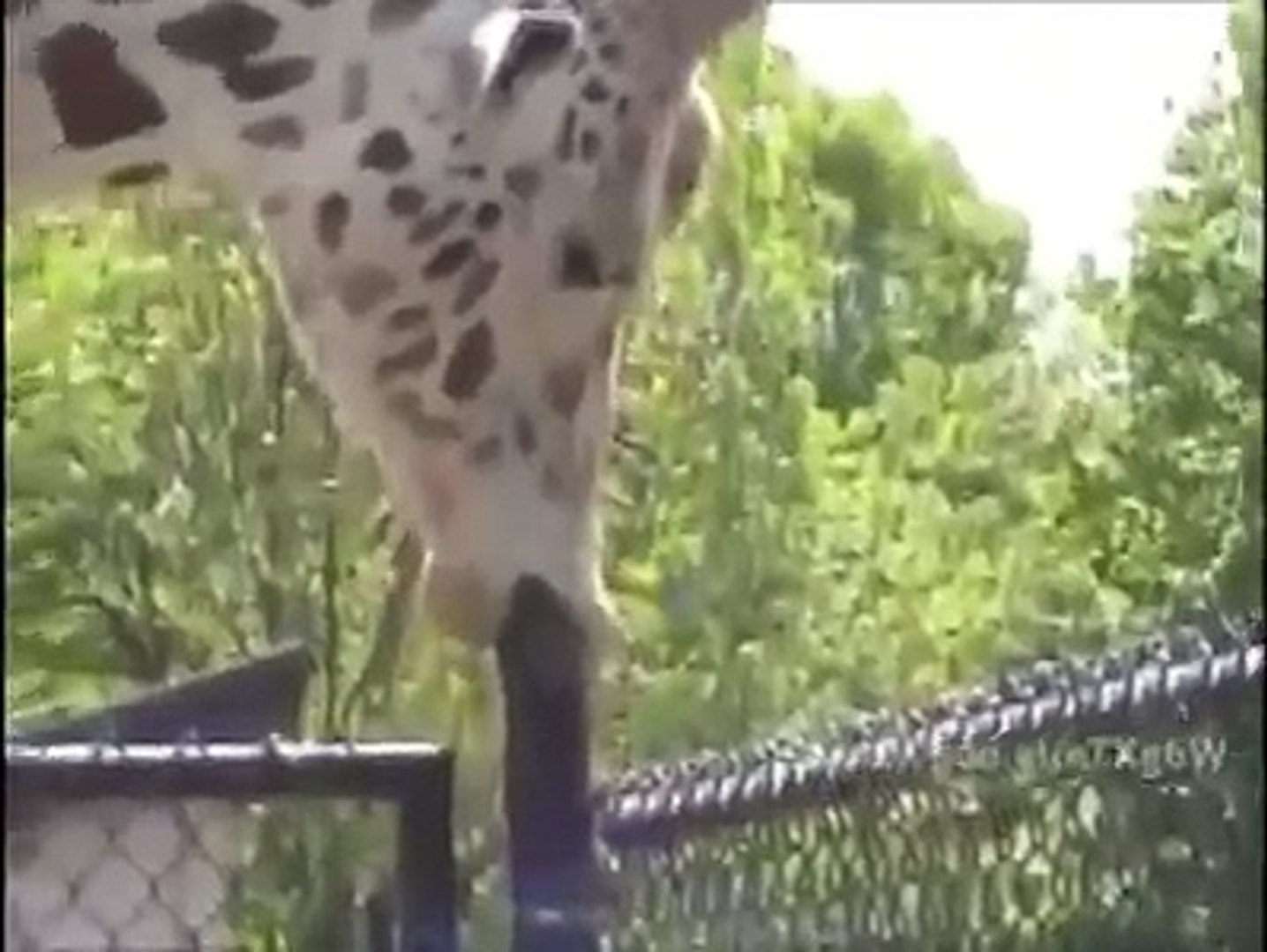 Girafa da Sasha Grey