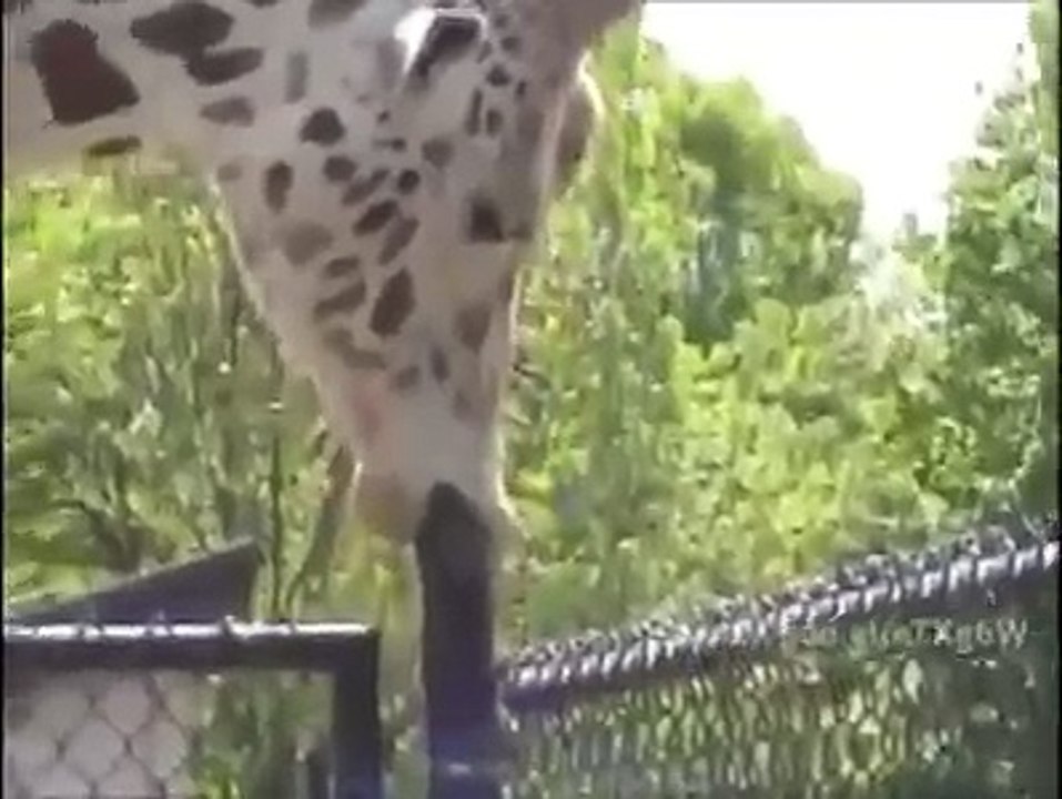 Girafa da Sasha Grey