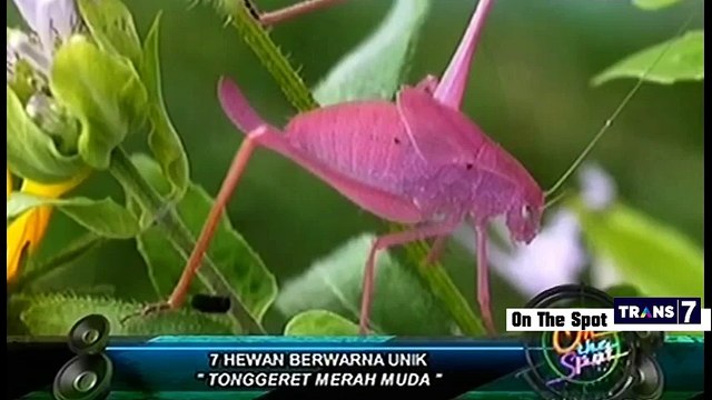 7 HEWAN BERWARNA UNIK - On The Spot Trans7
