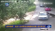 サファリパーク内の車中で口論に→キレた女が車外に出た結果　Tiger Attack in Beijing's wildlife park, China