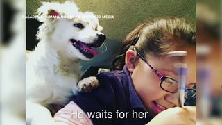 Deaf Girl Teaches Puppy Sign Language
