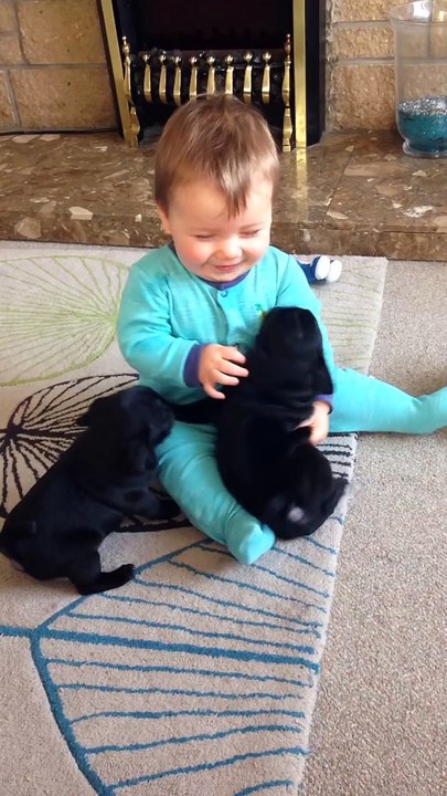 cute Baby laughing at pug puppies !