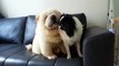 Cute chow chow and japanese chin puppies !