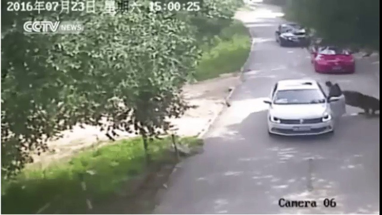 hoảng sợ cô gái bị hổ vồ lôi ra khỏi ô tô
