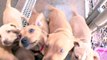 Cute Pit Bull Terrier Puppies !