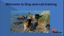 Obtain Best Dog Trainers for Dog Treats