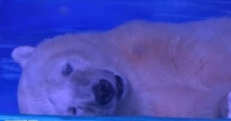 "Dünyanın en mutsuz kutup ayısı"  için kampanya