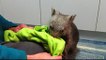 Dinner and Playtime With Orphaned Wombats