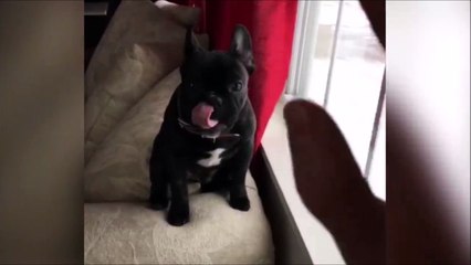 Quand ton chien te fait coucou