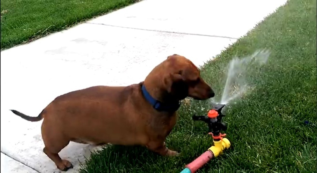 Animaux VS Jet d'eau ... Compilation hilarante