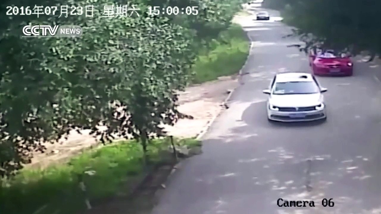 Une femme attaquée par un tigre dans un parc animalier en Chine - Terrible