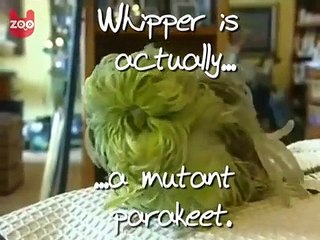 Voici Whipper la perruche la plus velue de la planete