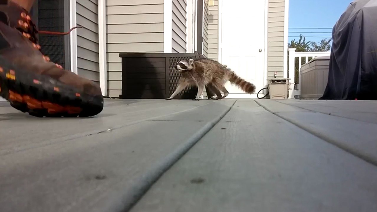 Un homme fait un duel contre un raton laveur