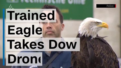 ي هولندا .. تدريب النسور على اصطياد طائرات بدون طيار تستخدم في تهريب المخدرات للسجون