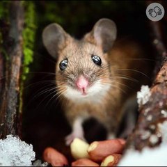 Regardez comment ce photographe arrive à immortaliser des moments pareils...