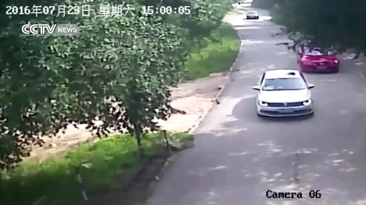 Un tigre attaque une femme dans un safari !