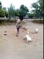 A Person annoying dogs funny video must watch