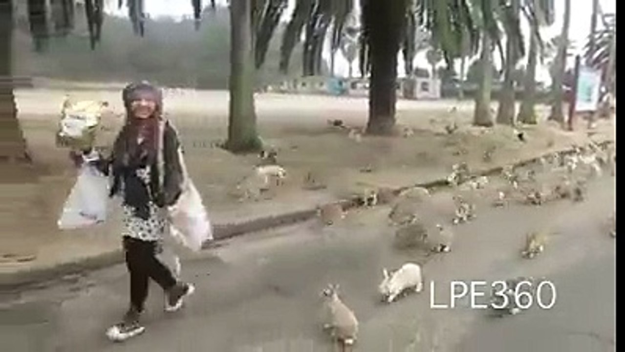 جزيرة الارانب