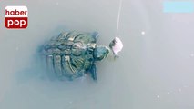 Balık yemeye çalışan kaplumbağa bunu hiç beklemiyordu