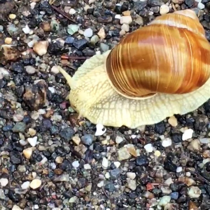 Magnifique escargot blanc coquille Marron