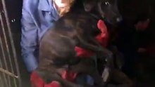 Le geste héroïque de ce Chinois qui libÈre et sauve 1000 chiens au festival de la viande canine