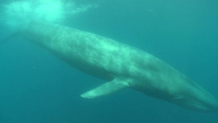 Want to Save the Whales? Start Studying Krill