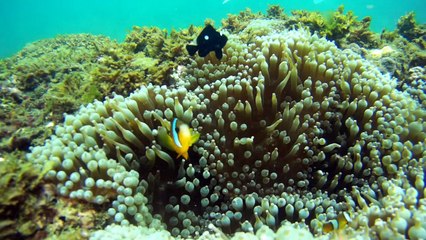 20160723-24 海洋潛旅 & 軟絲趴（是看軟絲）