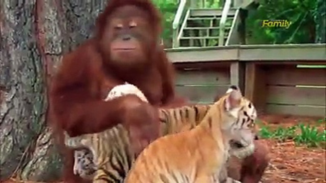 singe mères des tigreau !