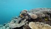 La Minute du Parc naturel marin de Mayotte - "La passe en S,  un espace protégé à reconquérir  "